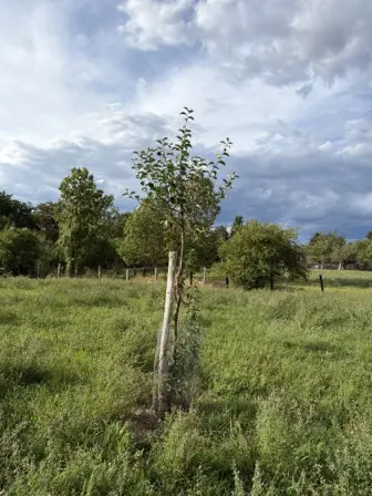 Foto treephoto-zrw4u2lbyl1b2fl4jg23az7r.jpeg
