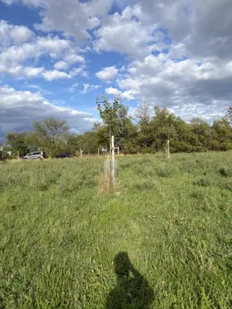 Foto treephoto-c0xvt05rj97upsipfgyb2xcu.jpeg