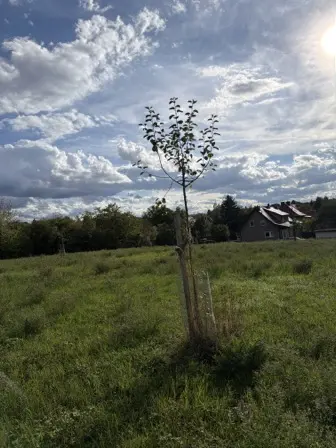 Foto treephoto-hddlelempemb67ntessnhb21.jpeg