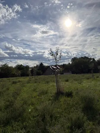 Foto treephoto-l5ky6o2lx313vqsrybiyui2n.jpeg