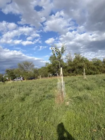 Foto treephoto-q4lx65sqgdwcn6bjka7a7xch.jpeg