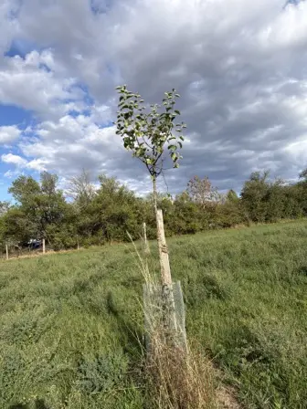 Foto treephoto-zqfwgnpozgwmabk0umjfwl68.jpeg