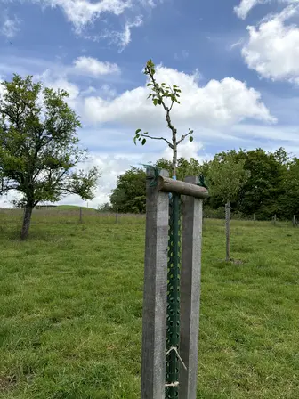 Foto treephoto-cms2y2xtk8jku7i4wo91gyfe.jpeg