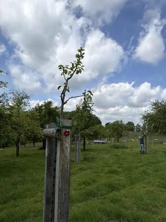 Foto treephoto-jv7g9xtns6a9sb87jq1ayez9.jpeg