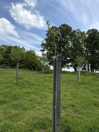 Foto treephoto-pl3v6gbixthy78i3xrjx2a9z.jpeg