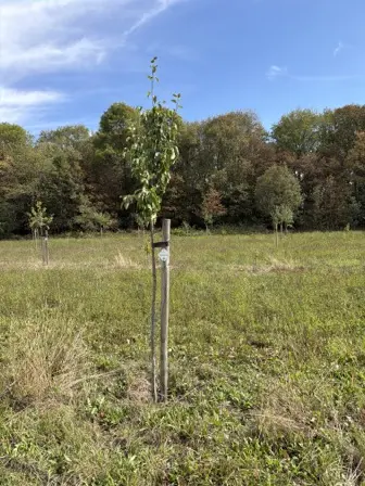 Foto treephoto-itmqtug0q5jvvsmwzvyuu4g4.jpeg