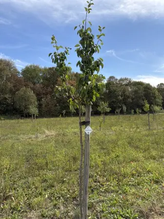 Foto treephoto-qhl4w198vemgh09hk70solhk.jpeg