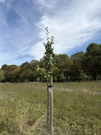 Foto treephoto-ur2blogyyf3nefemxc1sry5i.jpeg