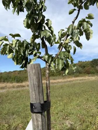 Foto treephoto-v725b88pqrhxr0vuxsraixe4.jpeg