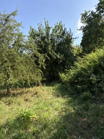Foto treephoto-ak5qqkdcxqpjuqmtxgtl9fl0.jpeg