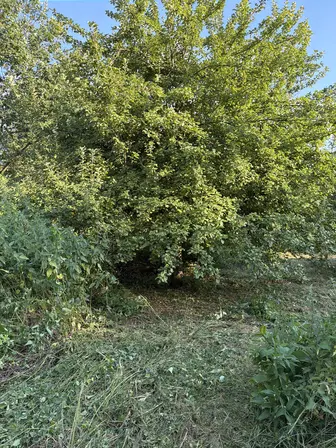 Foto treephoto-biucpkfj0zxbb8sz40z9vspk.jpeg