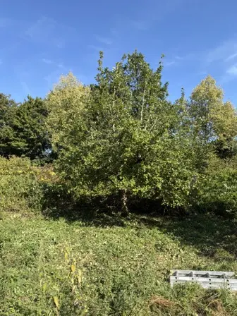 Foto treephoto-bpgdcsz2o7pbulayt9k9mpig.jpeg