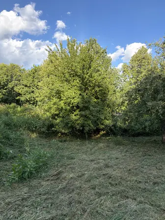 Foto treephoto-e3xou3ayd0wa92v5t8z3pliy.jpeg