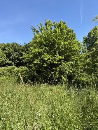 Foto treephoto-g31elvser4m1gt22iy4349m1.jpeg