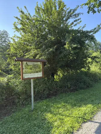Foto treephoto-g3gumtnfwv0sntqxfce8h47n.jpeg