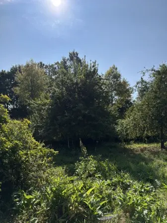 Foto treephoto-ixijb2zi3yh6ta8e5wm9fiic.jpeg