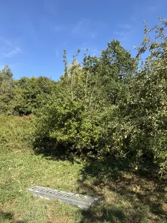 Foto treephoto-j1bc1i2lh9ofhlg7zpwrzv3j.jpeg