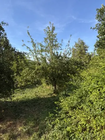 Foto treephoto-j56ogoqetgbde6ckwayuujn6.jpeg