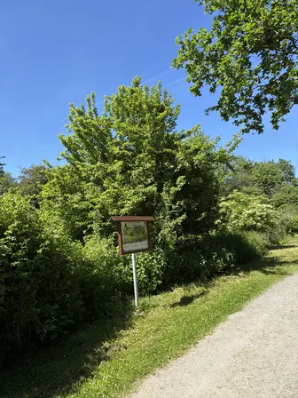 Foto treephoto-j84me0tk2tlfefxpry35omft.jpeg