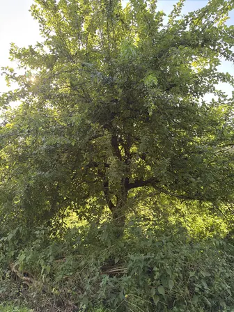 Foto treephoto-kfvj7bv2fa2qm9kr4gm8ad8d.jpeg