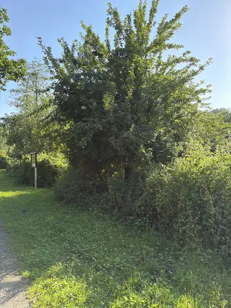 Foto treephoto-n8x3058u32rwm505g8lugw3x.jpeg