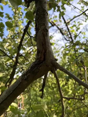 Foto treephoto-q2s8385qdj3y4e8t3lmkdak6.jpeg