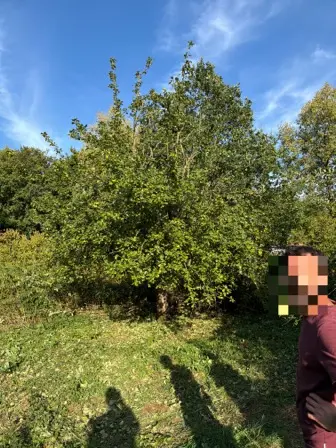 Foto treephoto-qdrol3vsgb82qn1lsqy47kmj.jpeg