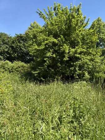 Foto treephoto-qdtjhmvubp0938wtzfqv6a3g.jpeg