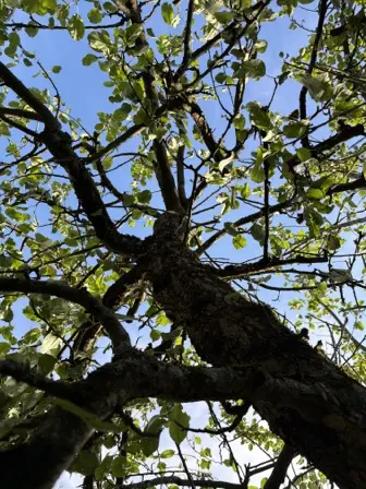 Foto treephoto-r0t6f5fwcqgl7bu3n4eueq5n.jpeg
