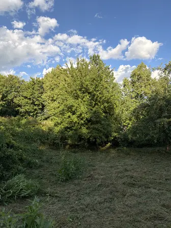 Foto treephoto-sha4s9cag5jk36ooqz50d6zs.jpeg