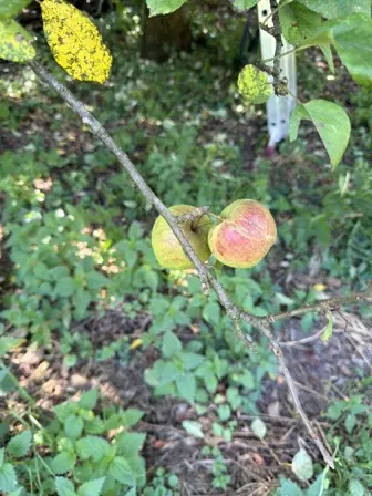Foto treephoto-wyh1bt2rlvym020xglsthg1j.jpeg