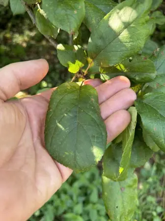 Foto treephoto-z9lh9kcf7kzifrxw4xx1hxwr.jpeg