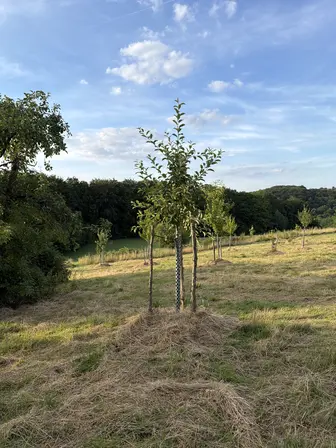 Foto treephoto-vwywm0t9hvkwodkbrb927h9q.jpeg