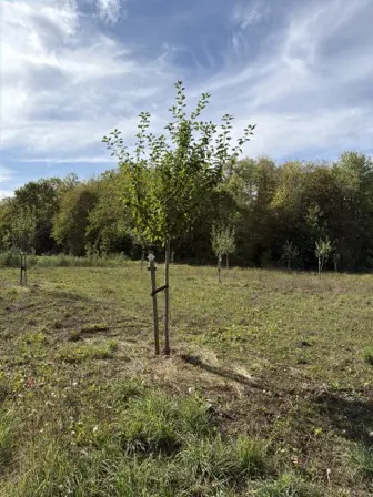 Foto treephoto-a2wbpggx09lrbm3tj6qqthgt.jpeg