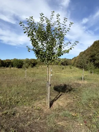 Foto treephoto-mazlb0bd3ajmge96o3lh1rmr.jpeg