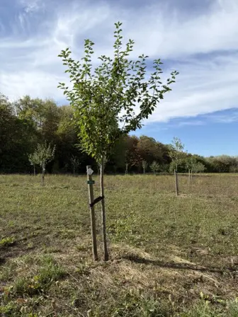 Foto treephoto-zmt3xtgwlgm1iy5gmovro7he.jpeg