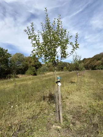 Foto treephoto-a2npa10ns87iqldviuu31tmg.jpeg