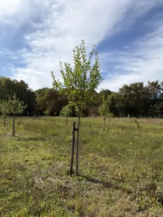 Foto treephoto-ug76zg2uhyjong9oxrgzw52a.jpeg