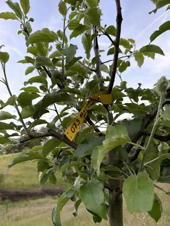 Foto treephoto-g55566v9j55wihmathf7b04e.jpeg