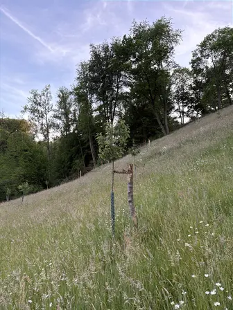Foto treephoto-levuuafzxga6urkr13lsvvyu.jpeg