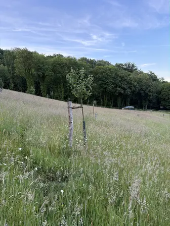 Foto treephoto-tu0bwqjgfb8v9ih5mbb09sa7.jpeg