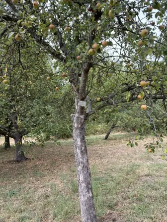 Foto treephoto-oggls3gamtkrrzp3fo7gxh4c.jpeg