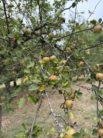 Foto treephoto-zobdwl5p6bsz1gw18mpbr4wk.jpeg