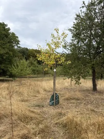Foto treephoto-u699n4mz753gnji2ck58044b.jpeg