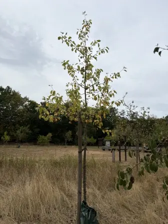 Foto treephoto-zags2gcwkduqsyez8nbgw3nc.jpeg