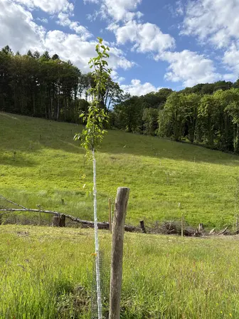 Foto treephoto-c2wtsm4kdou4iay96f5zxydy.jpeg