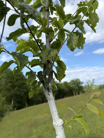 Foto treephoto-h3r5x75gz4ivnor7mbm3xk2e.jpeg