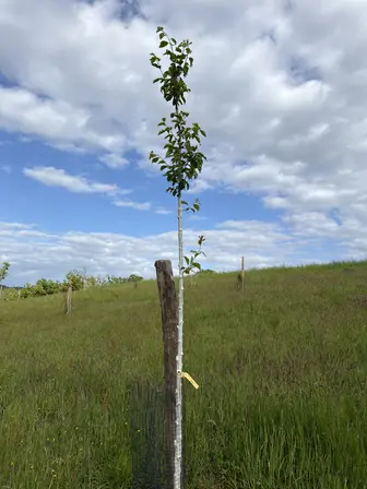 Foto treephoto-hy208289hc9r5bxe2qrns5gb.jpeg