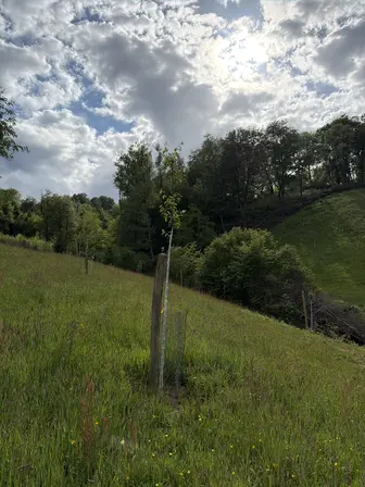 Foto treephoto-mh5smcia5wc9v0mjdyz138oh.jpeg