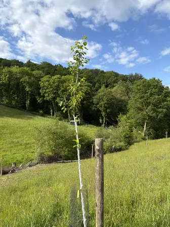 Foto treephoto-ncxmv0dw8662rp7j6nvcynum.jpeg